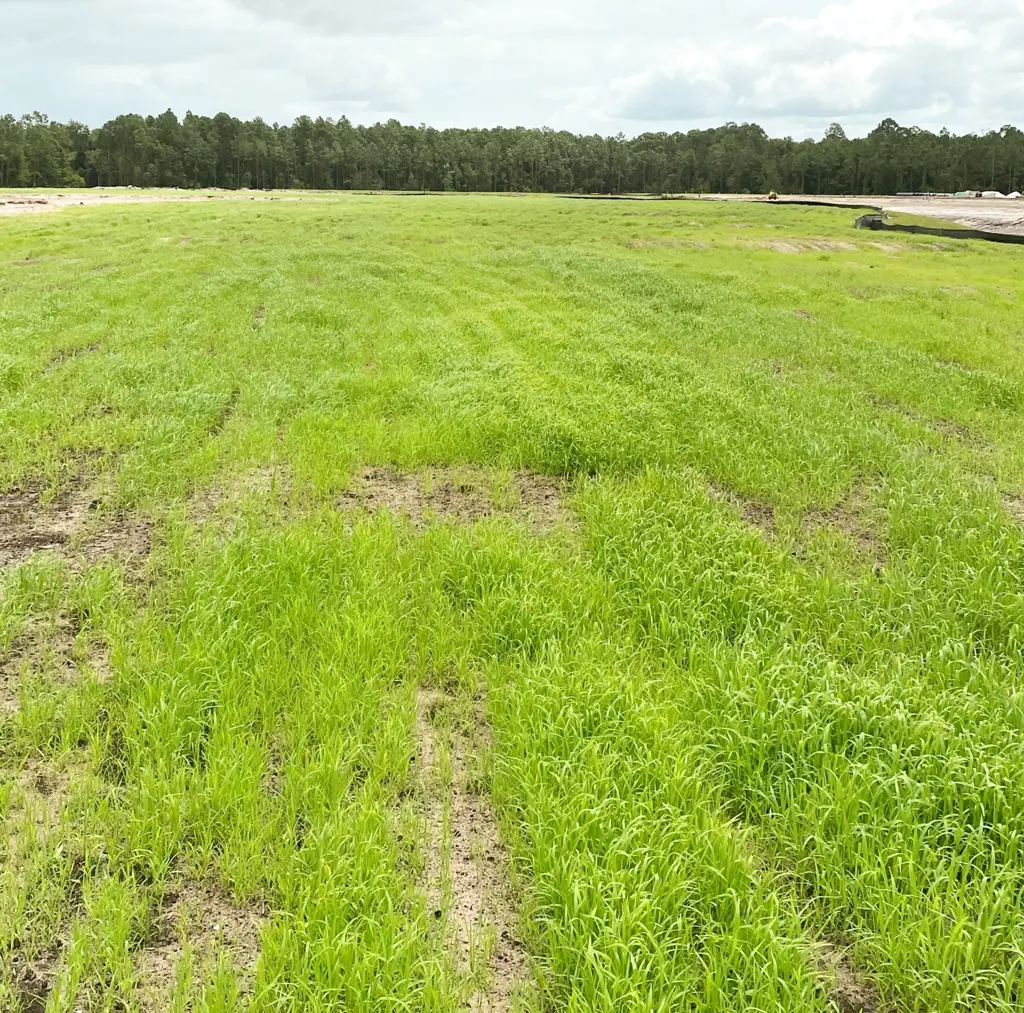 Thick green grass on the same job site eight days after seeding with Class AA compost