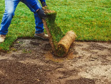 Crew member rolling out fresh sod over prepared soil