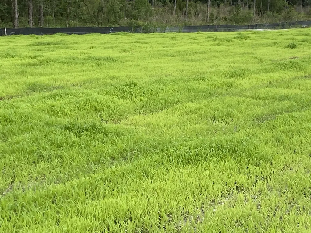 Dense new grass growing across a seeded job site